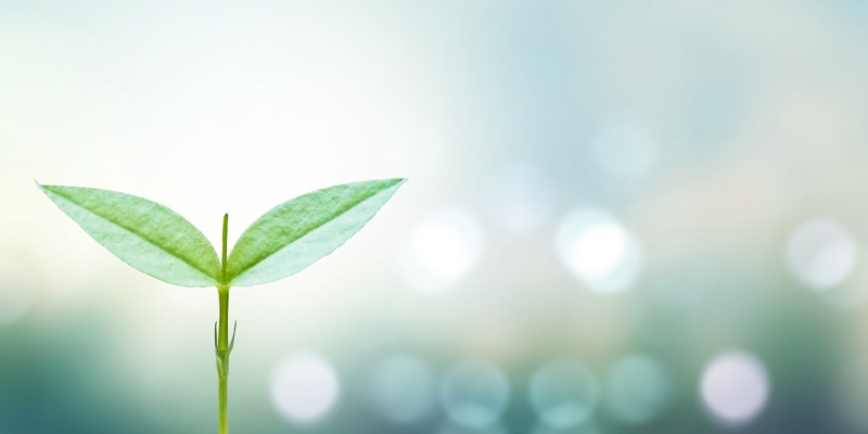 若葉が芽吹いている様子